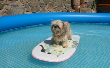 Картинка животные собаки бассейн пловец