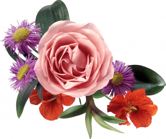 Обои картинки фото цветы, разные, вместе, роза, настурция, хризантемы