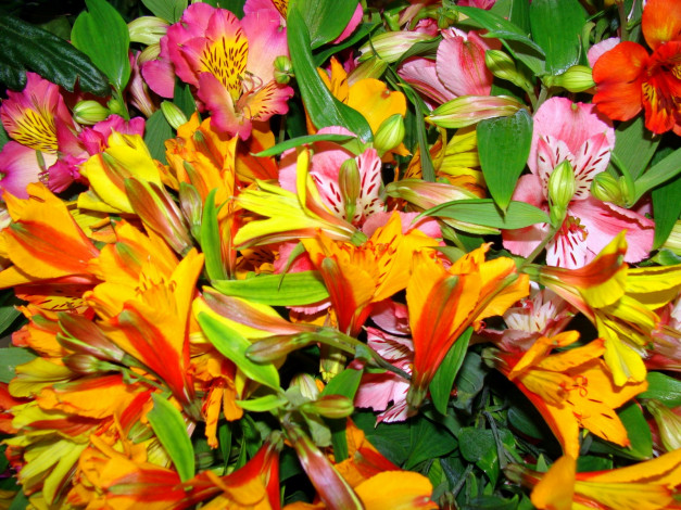 Обои картинки фото цветы, альстромерия, яркий, оранжевый, розовый
