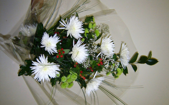 Обои картинки фото цветы, хризантемы, белый, зеленый, красный