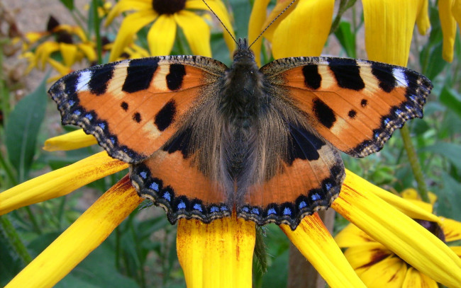 Обои картинки фото животные, бабочки, желтый, цветок, бабочка