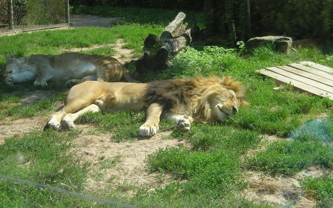 Обои картинки фото животные, львы, спящие, зоопарк