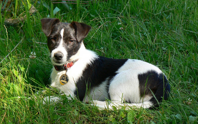 Обои картинки фото животные, собаки, джек, рассел, терьер, трава, черно-белый
