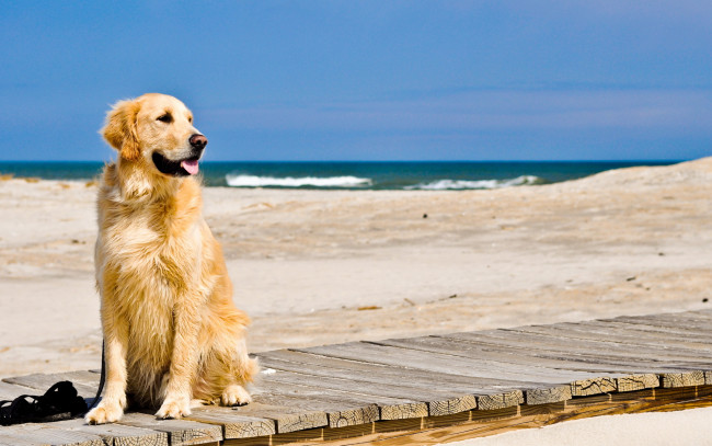 Обои картинки фото животные, собаки, пляж, море, собака