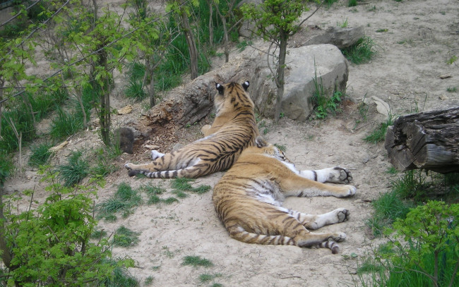 Обои картинки фото животные, тигры, зоопарк