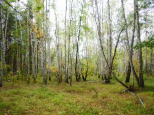 Картинка утро лесу природа лес березы деревья поляна роща парк