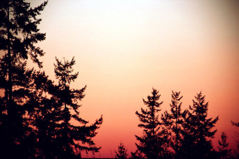 Картинка природа восходы закаты силуэты деревья закат ёлки