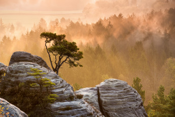 Картинка природа горы свет лес туман утро дерево камни скалы