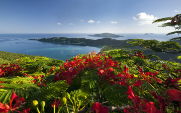 обоя caribbean, islands, природа, побережье, вест-индия, карибское, море, цветы, пейзаж