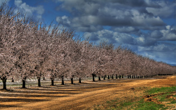 обоя природа, дороги, цветущие, яблони, дорога, поле