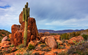 Картинка природа горы кактус валуны камни пустыня