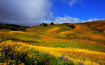 Картинка природа луга цветы трава холмы