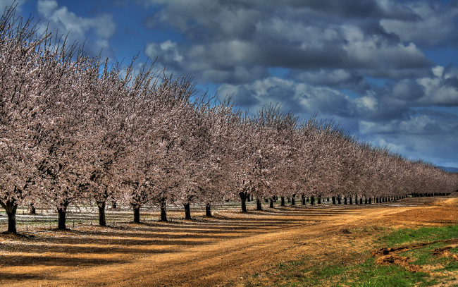 Обои картинки фото природа, дороги, цветущие, яблони, дорога, поле