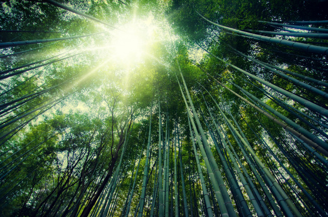Обои картинки фото природа, лес, arashiyama, kyoto, japan