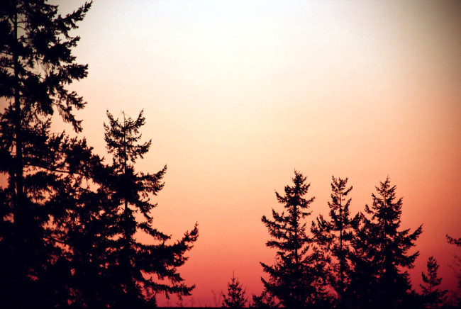 Обои картинки фото природа, восходы, закаты, силуэты, деревья, закат, ёлки