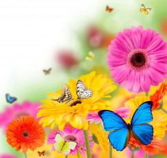 обоя разное, компьютерный дизайн, colorful, весна, бабочки, flowers, spring, цветы, butterflies, gerbera, bright