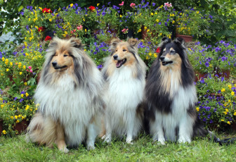 Картинка животные собаки трио колли