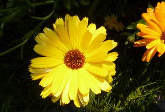 Картинка цветы календула жёлтая солнечно ярко лето