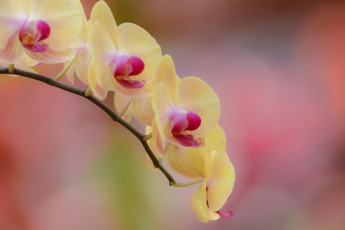 Картинка цветы орхидеи цветок желтый ветка орхидея фалинопсис