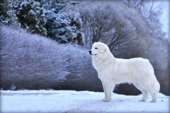 Картинка животные собаки белый