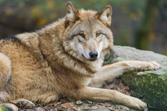Картинка животные волки +койоты +шакалы портрет