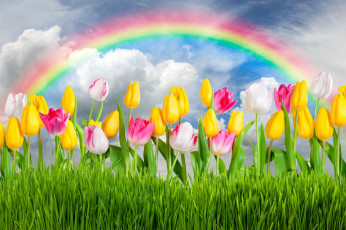 обоя разное, компьютерный дизайн, colorful, rainbow, sunshine, sky, tulips, flowers, цветы, grass, spring, тюльпаны, весна, meadow