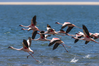 Картинка животные фламинго полет