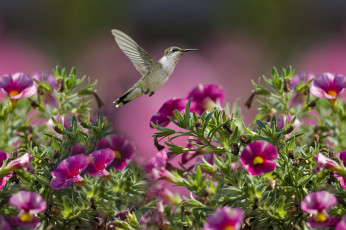 Картинка животные колибри полет цветы кроха
