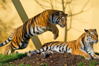 Картинка животные тигры тигр амурский пара хищник