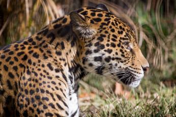 Картинка животные Ягуары кошка морда профиль пятна