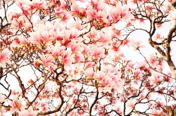 Картинка цветы магнолии весна ветки
