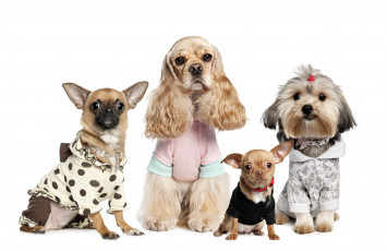 Картинка животные собаки Чихуахуа спаниель болонка