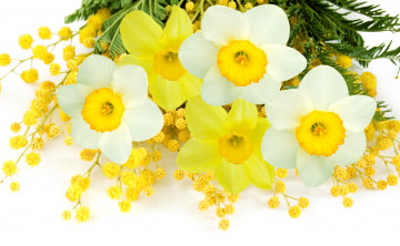 обоя цветы, разные вместе, нарциссы, мимоза, daffodils, mimosa, flowers, spring, yellow, white, delicate, белый, желтый, весна