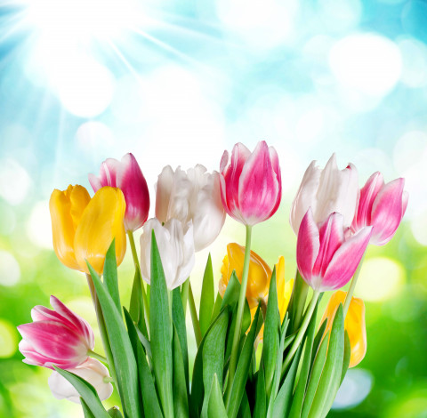 Обои картинки фото цветы, тюльпаны, flowers, tulips, sky, sunshine, colorful, spring, весна