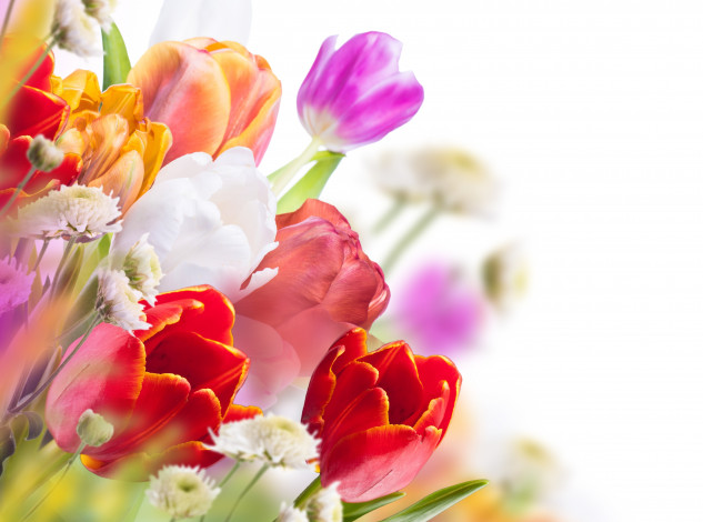 Обои картинки фото цветы, разные вместе, тюльпаны, букет