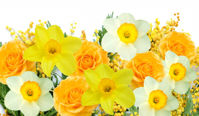 Обои картинки фото цветы, разные вместе, spring, flowers, mimosa, daffodils, yellow, white, delicate, мимоза, нарциссы, желтый, белый, весна