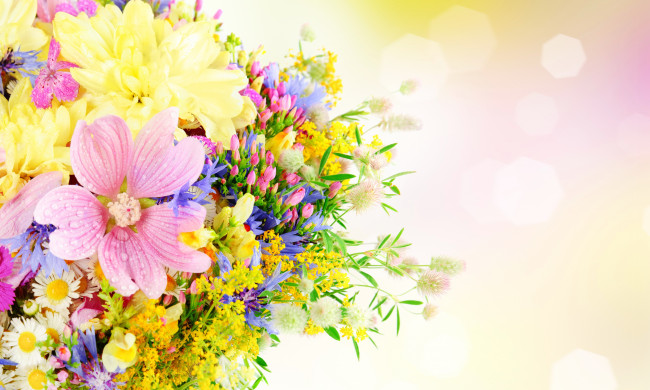 Обои картинки фото цветы, разные вместе, ромашки, тюльпаны, мимозы