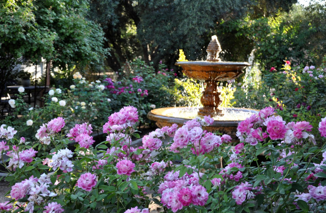 Обои картинки фото цветы, розы, розарий, фонтан