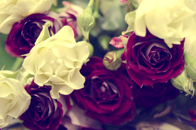 Обои картинки фото цветы, розы, винтаж