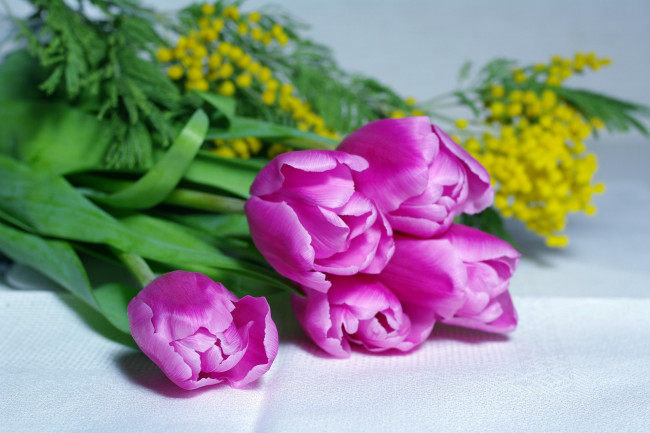 Обои картинки фото цветы, разные вместе, мимоза, тюльпаны