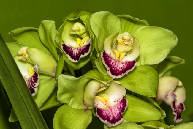 Обои картинки фото цветы, орхидеи, зеленый