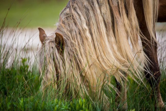 Обои картинки фото животные, лошади, пастбище, конь, прическа, грива, трава