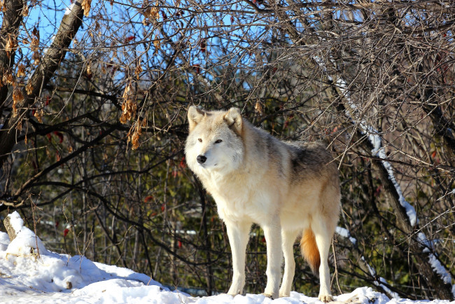 Обои картинки фото животные, волки,  койоты,  шакалы, снег