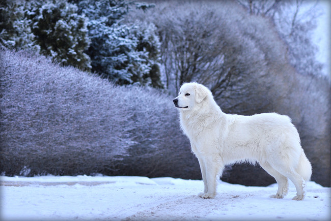 Обои картинки фото животные, собаки, белый