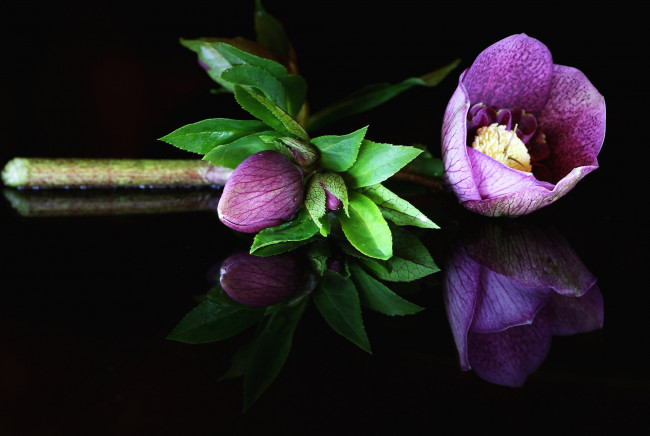 Обои картинки фото цветы, геллеборус , морозник