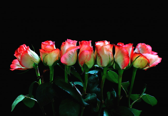 Обои картинки фото цветы, розы, ряд