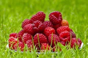 Картинка еда малина лето ягоды