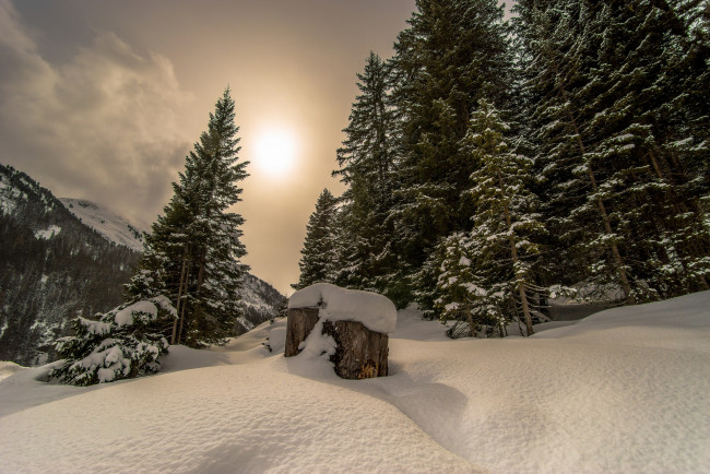 Обои картинки фото природа, зима, снег, ели, сугробы