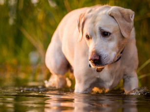 Картинка животные собаки собака взгляд вода
