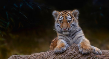 Картинка животные тигры ветка дерево маленький тигр